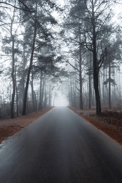 Route asphaltée dans une forêt brumeuse avec de grands pins — Photo