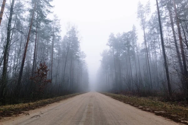 Route de campagne dans une forêt brumeuse avec de grands pins — Photo