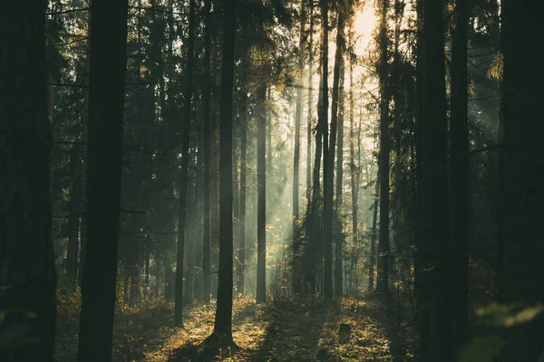 Paysage de forêt de feuillus par un matin d'automne brumeux . — Photo