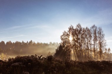 Sisli bir sonbahar sabahında yaprak döken ormanın manzarası.