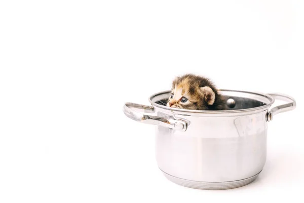 Un petit chaton rayé curieux regarde hors de la casserole avec des yeux tristes . — Photo