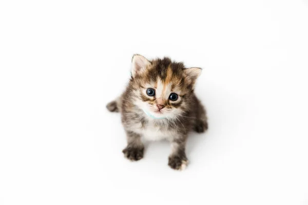Pequeno gatinho isolado no fundo branco. Tabby gato bebê senta-se com um olhar assustado e curioso . — Fotografia de Stock