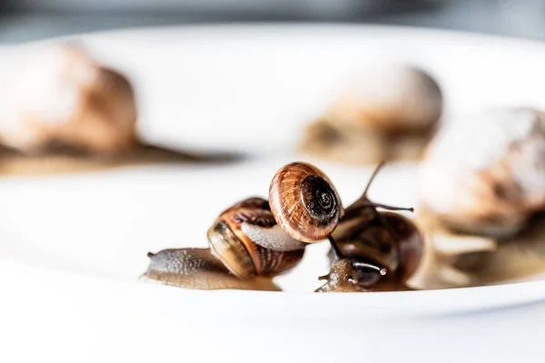 Escargots de jardin isolés sur fond blanc — Photo