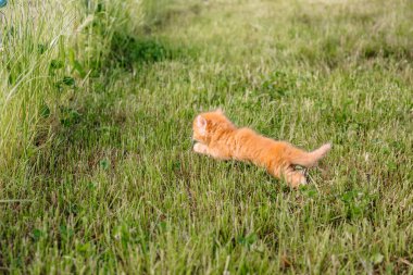 Küçük kızıl kedicik mavi gözlü yeşil çimenlerde yürüyor