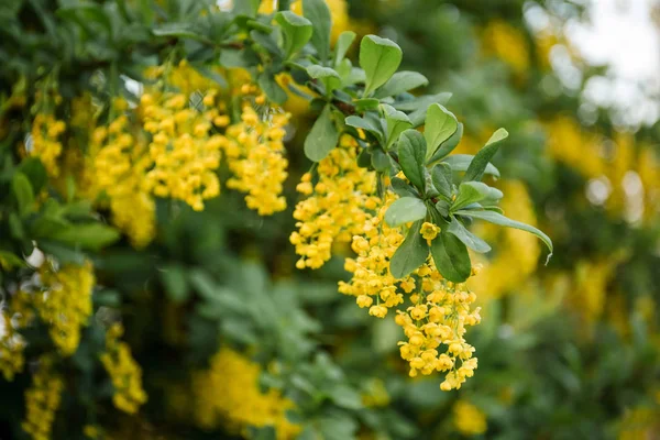 Berberitzenstrauch blüht im Frühling reichlich mit gelben Blüten — Stockfoto