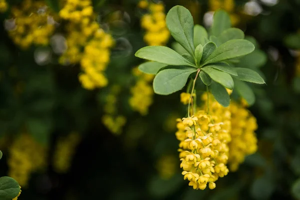 Berberitzenstrauch blüht im Frühling reichlich mit gelben Blüten — Stockfoto