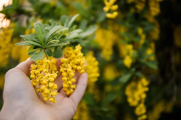 Gelbe Blüten aus Berberitzenzweigen liegen in der Handfläche, ein schöner Frühlingsgarten-Strauch — Stockfoto