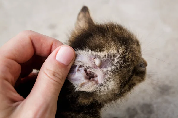 发现一只大虱子在小猫咪的鼻子上吸血，这是一种危险的传染性昆虫 — 图库照片