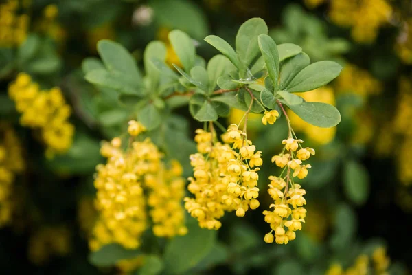 Berberitzenstrauch blüht im Frühling reichlich mit gelben Blüten — Stockfoto