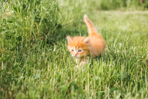 Little ginger kitten with blue eyes walks in green grass — Stock Photo, Image