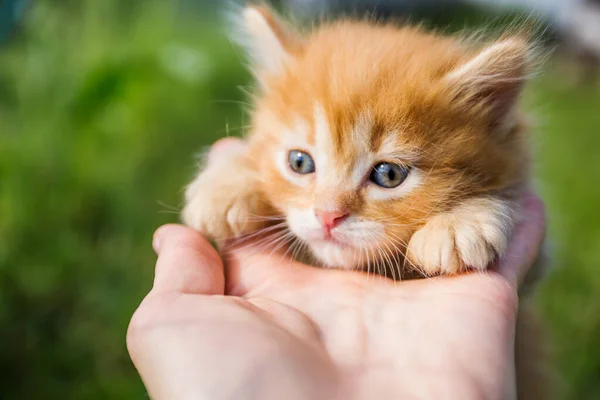 Petit chaton roux avec un joli visage et des yeux bleus en gros plan sur la paume de l'homme — Photo