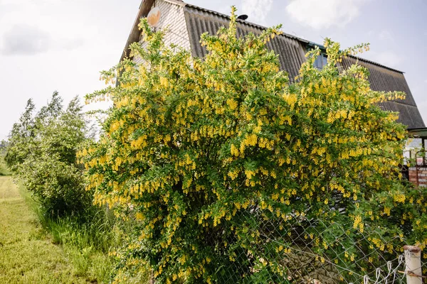 Berberitzenstrauch blüht im Frühling reichlich mit gelben Blüten — Stockfoto