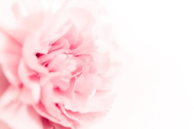 Pembe büyük şakayık tomurcuğu ya da beyaz arkaplandaki karanfiller reklam metni için boş.