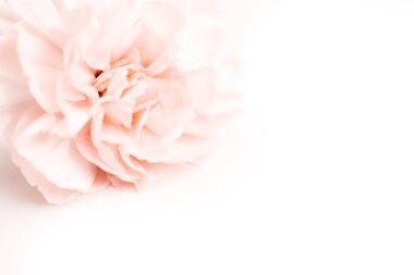 bej ve pembe büyük şakayık tomurcuğu ya da beyaz arkaplandaki karanfiller reklam metni olarak boş