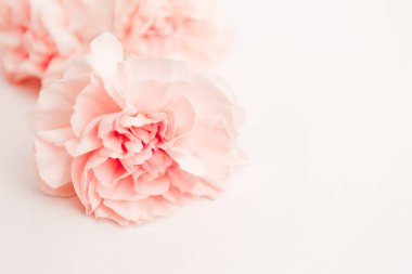 pembe büyük şakayık, gül ya da karanfil tomurcukları beyaz arka planda reklam metni olarak boş