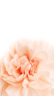 Beyaz arkaplandaki şakayık tomurcuğu ya da karanfil reklam metni olarak boş