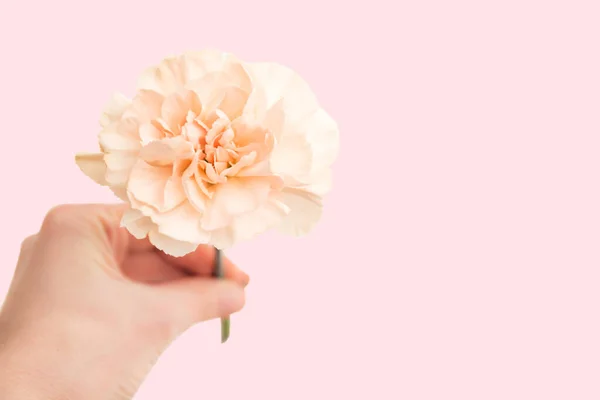 Mão segura um bege ou rosa grande peônia ou cravo em um fundo rosa como um branco para texto publicitário — Fotografia de Stock