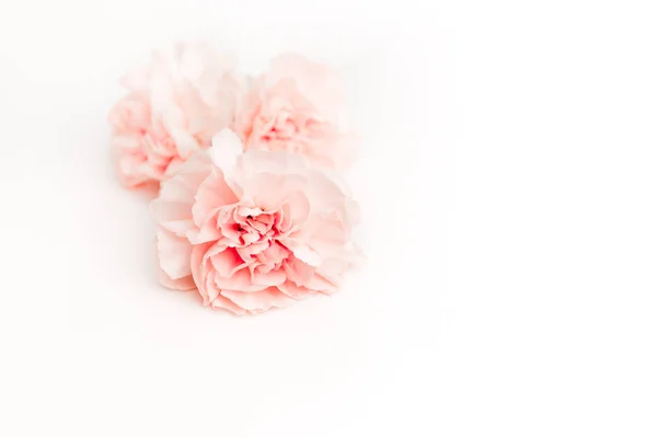 Rosa grande peônia, rosa ou cravo brotos em um fundo branco como um branco para texto publicitário — Fotografia de Stock