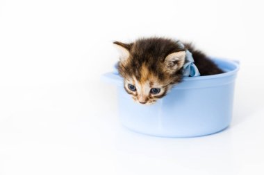 Meraklı küçük çizgili kedi yavrusu oyuncak bir tavaya oturur ve boynunda mavi bir fiyonkla dışarı bakar.