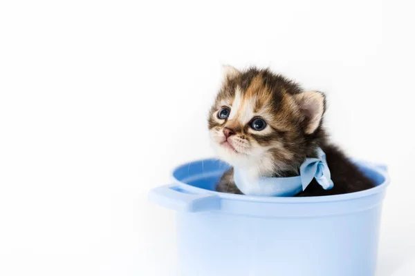 Curieux petit chaton rayé assis dans une poêle à jouets et jette un coup d'oeil avec un arc bleu autour de son cou — Photo