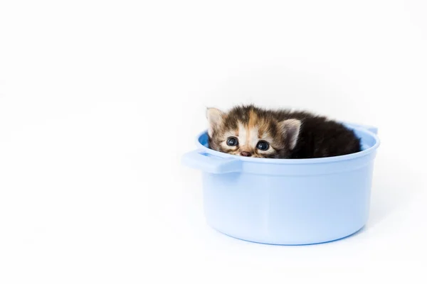 Curioso gatinho listrado se senta em uma panela de brinquedo e espreita com um arco azul em torno de seu pescoço — Fotografia de Stock