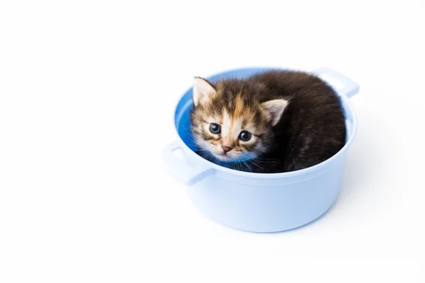 Curious little striped kitten sits in a toy pan and peeks out of it with a blue bow around its neck — Stock Photo, Image