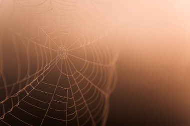 spider web with dew drops closeup. morning in nature orange color, gradient from light to dark tones