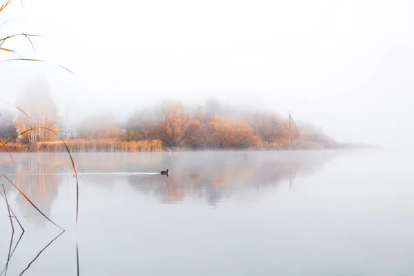 A wonderful morning on the shore of the lake in a haze of fog. Reflection of trees in the surface of the water. — Stock Photo, Image