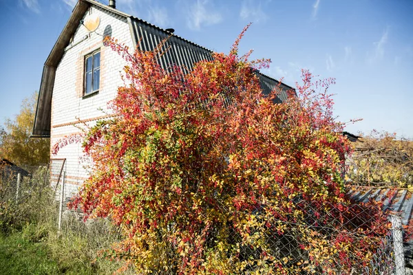 Arbusto rojo, morado, con frutos en otoño . — Foto de Stock