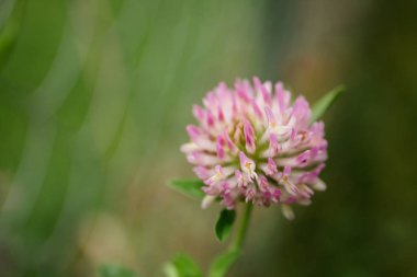 macro one flower pink clover on a background of green grass on a meadow