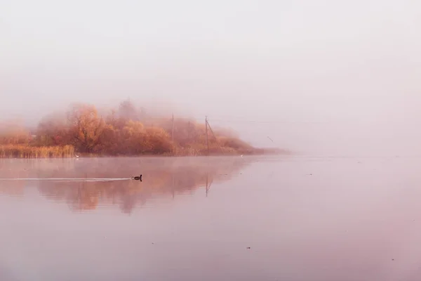 Uma manhã maravilhosa na margem do lago em uma névoa de nevoeiro. Reflexão de árvores na superfície da água . — Fotografia de Stock