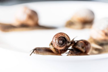 Bahçe salyangozbeyaz arka plan izole