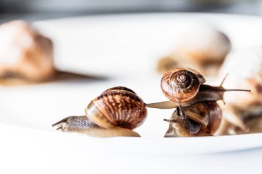 Büyük ve küçük salyangozlar beyaz bir tabakta yavaşça hareket eder..