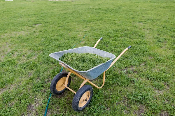 Trädgård skottkärra på hjul fyllda med gräs. sommar-höst period av gräsklippning. Djurfoder. — Stockfoto