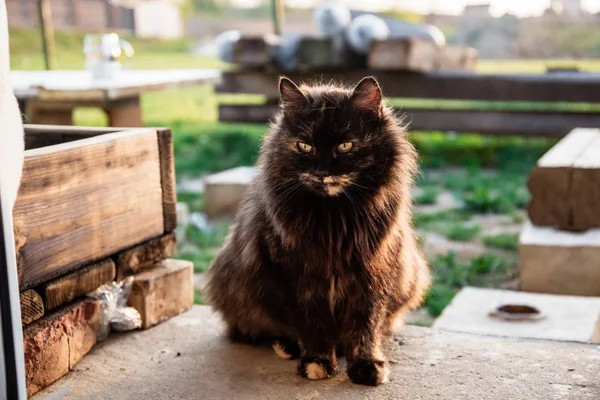 Il gatto si siede all'ingresso in attesa di una delizia da parte del proprietario. Sera tramonto estivo . — Foto Stock