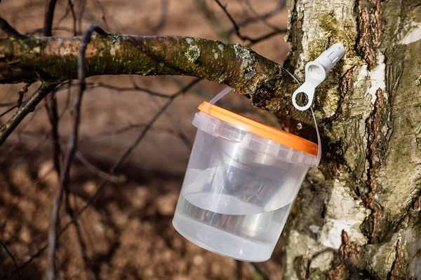 Raccolta Linfa Betulla Nella Foresta Primavera Marzo Aprile Succo Sano — Foto Stock