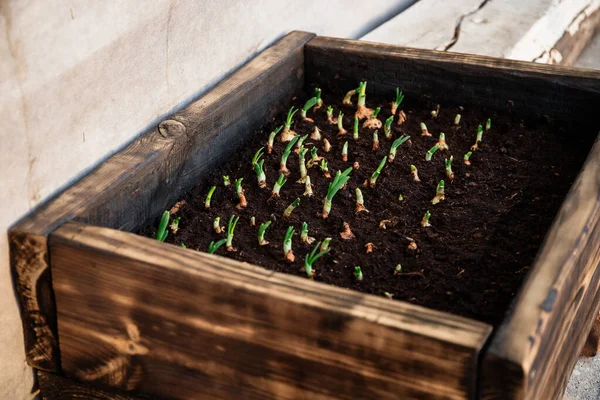 İçinde taze soğan olan bir kutu. Bahar ekimi yeşilliği. Sebzeli küçük portatif bir yatak..