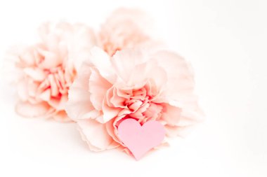 Aşkın, minimalizmin ya da çok narin dekorun sembolü olan pembe karanfil beyaz arka planda izole edilmiş.