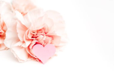 Aşkın, minimalizmin ya da çok narin dekorun sembolü olan pembe karanfil beyaz arka planda izole edilmiş.