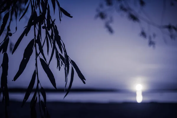 Vista Luz Lua Noite Sobre Lago Através Dos Ramos Vontade — Fotografia de Stock