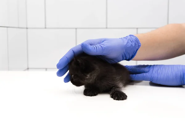 兽医诊所的医生对小猫进行检查和治疗 这些诊所隔离在白色背景上 为宠物接种疫苗和进行耳部检查 — 图库照片