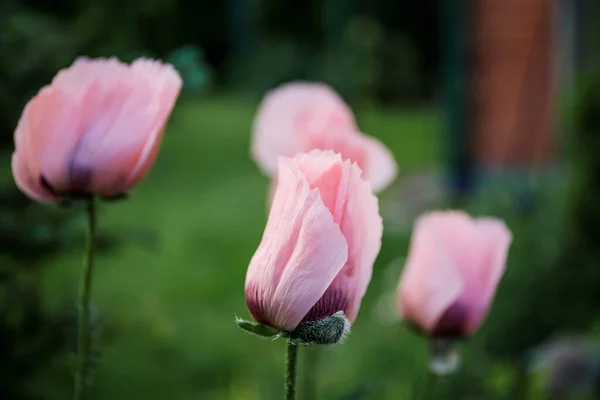 Mehrere Geschlossene Knospen Rosa Mohns Großaufnahme Auf Grünem Grashintergrund Garten — Stockfoto