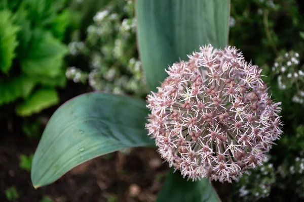 Allium Blüht Aus Nächster Nähe Ball Aus Blühenden Alliumblumen Schöne — Stockfoto