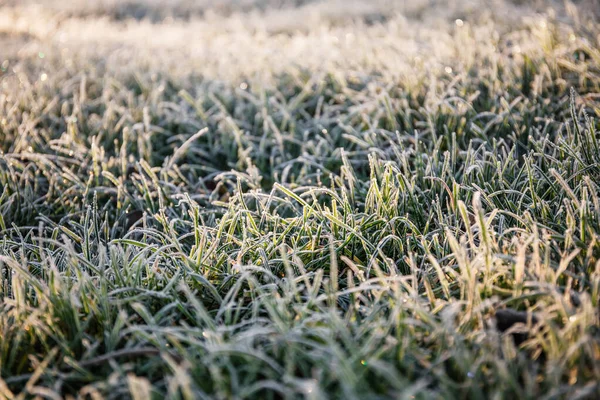 Poranna Rosa Zamarzła Zielonym Trawniku Zamieniła Biały Welon Promieniach Słońca — Zdjęcie stockowe