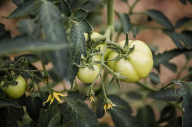 Dallarda büyüyen büyük yeşil domatesler. Serada yetiştirilmiştir..