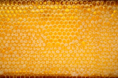 Sarı bal petekleri boş ve tatlı bal dolu, yakın plan, tatlı sarı duvar kağıdı