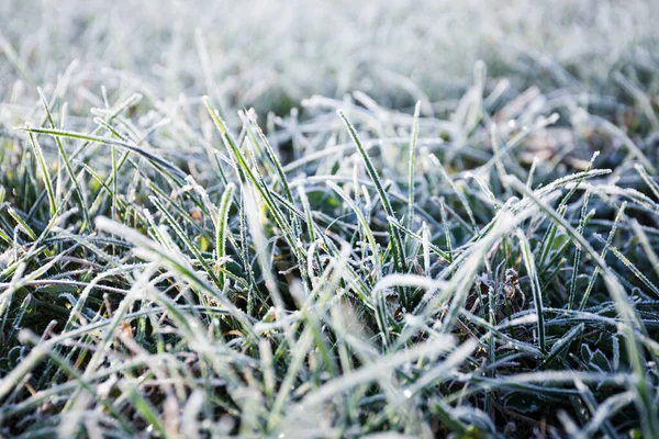 朝の露は緑の芝生の上で凍結し 太陽の光の下で白いベールに変えました — ストック写真