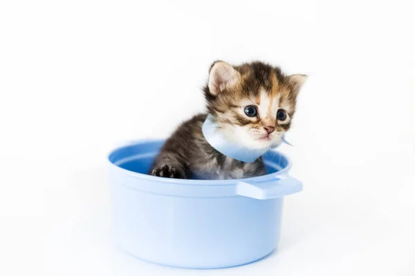 Curious Little Striped Kitten Sits Toy Pan Peeks Out Blue — Stock Photo, Image