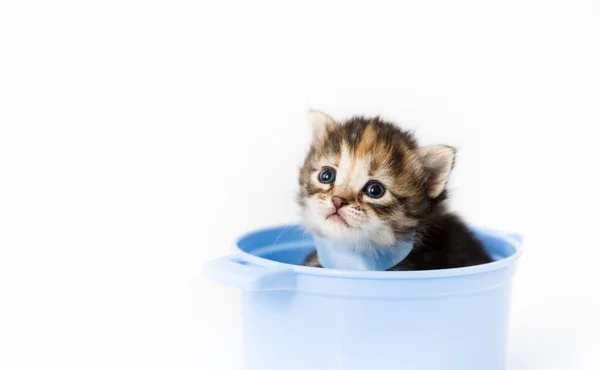 Curious Little Striped Kitten Sits Toy Pan Peeks Out Blue — Stock Photo, Image