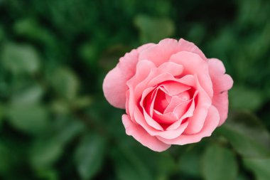 Yeşil çimen ve yapraklardan oluşan arka planda çiçek açan pembe bir gül. Narin bir çiçek bağımsız bir tablo olarak ya da belirli bir bitki çeşitliliğinin bir örneği olarak kullanılabilir. Anneler günü ya da 8 Mart 'ta tatil kartı. Yakın plan..
